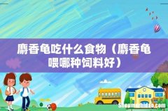 麝香龟喂哪种饲料好 麝香龟吃什么食物