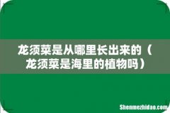 龙须菜是海里的植物吗 龙须菜是从哪里长出来的