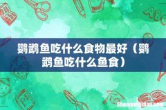 鹦鹉鱼吃什么鱼食 鹦鹉鱼吃什么食物最好