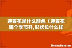 迎春花哪个季节开,形状长什么样子 迎春花是什么颜色
