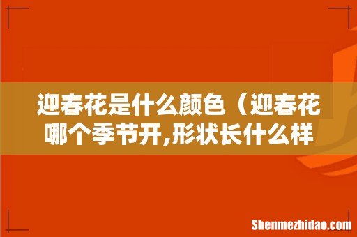 迎春花哪个季节开,形状长什么样子 迎春花是什么颜色