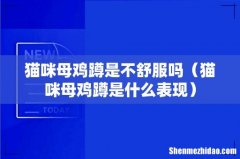 猫咪母鸡蹲是什么表现 猫咪母鸡蹲是不舒服吗