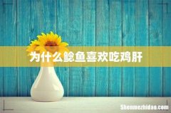 为什么鲶鱼喜欢吃鸡肝