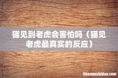 猫见老虎最真实的反应 猫见到老虎会害怕吗