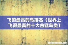 世界上飞得最高的十大凶猛鸟类 飞的最高的鸟排名