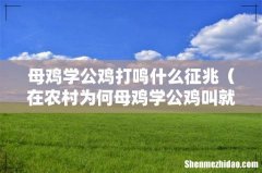 在农村为何母鸡学公鸡叫就要杀 母鸡学公鸡打鸣什么征兆