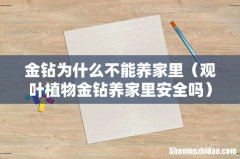 观叶植物金钻养家里安全吗 金钻为什么不能养家里