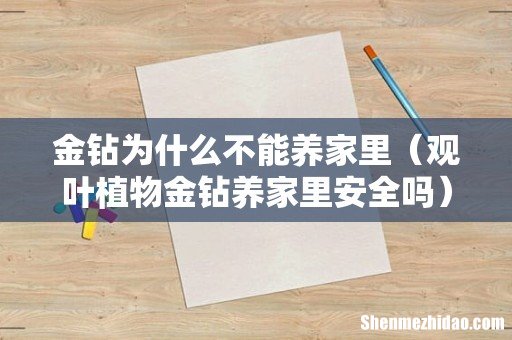 观叶植物金钻养家里安全吗 金钻为什么不能养家里