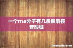 一个rna分子有几条脱氧核苷酸链