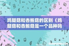 鸡腿菇和杏鲍菇是一个品种吗 鸡腿菇和杏鲍菇的区别