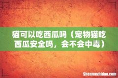 宠物猫吃西瓜安全吗，会不会中毒 猫可以吃西瓜吗