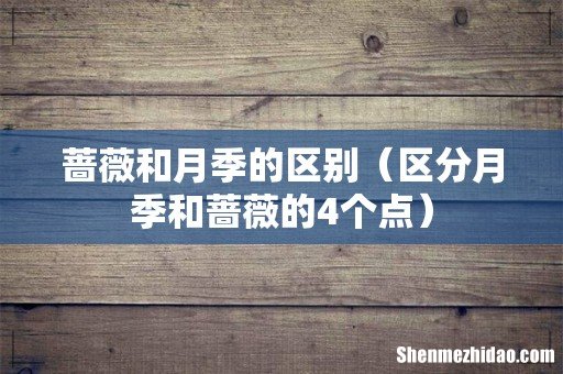区分月季和蔷薇的4个点 蔷薇和月季的区别