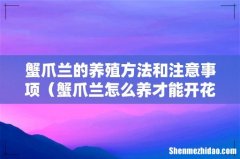 蟹爪兰怎么养才能开花 蟹爪兰的养殖方法和注意事项