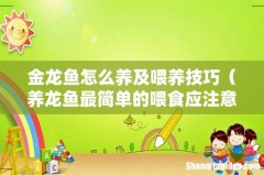 养龙鱼最简单的喂食应注意什么 金龙鱼怎么养及喂养技巧