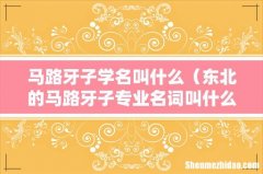 东北的马路牙子专业名词叫什么 马路牙子学名叫什么