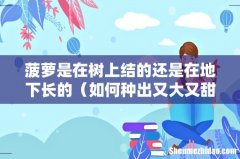 如何种出又大又甜的菠萝 菠萝是在树上结的还是在地下长的