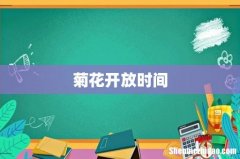 菊花开放时间