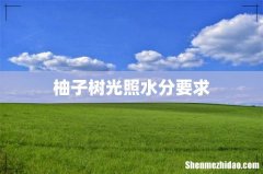 柚子树光照水分要求