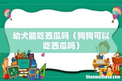 狗狗可以吃西瓜吗 幼犬能吃西瓜吗