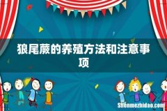 狼尾蕨的养殖方法和注意事项