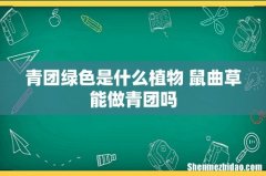 青团绿色是什么植物 鼠曲草能做青团吗