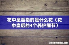 花中皇后的4个养护细节 花中皇后指的是什么花