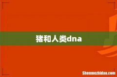 猪和人类dna