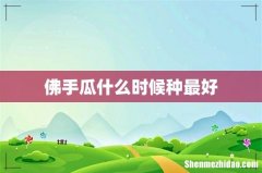 佛手瓜什么时候种最好