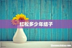 红松多少年结子
