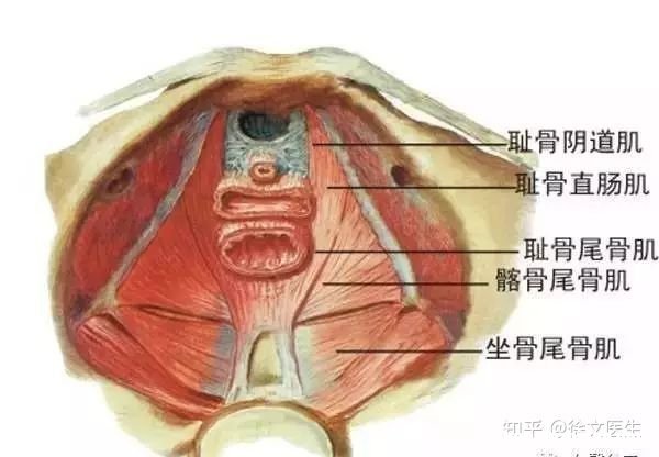 阴道变的窄小是怎么