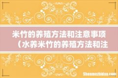 米竹的养殖方法和注意事项（水养米竹的养殖方法和注意事项)