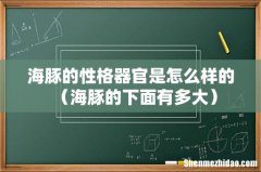 海豚的下面有多大 海豚的性格器官是怎么样的