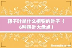 6种粽叶大盘点 粽子叶是什么植物的叶子
