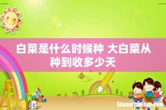 白菜是什么时候种 大白菜从种到收多少天