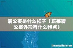正宗蒲公英外形有什么特点 蒲公英是什么样子
