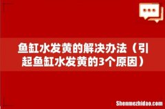 引起鱼缸水发黄的3个原因 鱼缸水发黄的解决办法