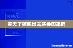 春天了猫跑出去还会回来吗