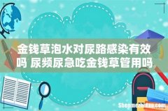 金钱草泡水对尿路感染有效吗 尿频尿急吃金钱草管用吗