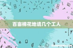 百亩棉花地请几个工人