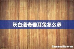 灰白道奇垂耳兔怎么养