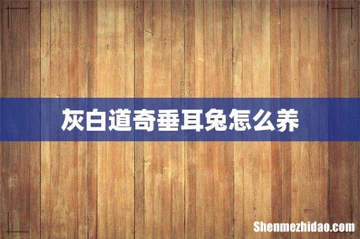 灰白道奇垂耳兔怎么养