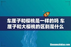 车厘子和樱桃是一样的吗 车厘子和大樱桃的区别是什么