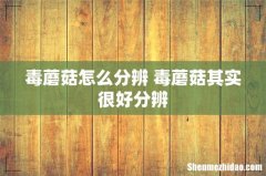 毒蘑菇怎么分辨 毒蘑菇其实很好分辨