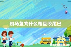 斑马鱼为什么相互咬尾巴