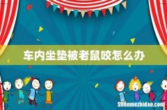 车内坐垫被老鼠咬怎么办
