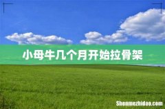 小母牛几个月开始拉骨架