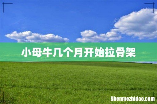 小母牛几个月开始拉骨架