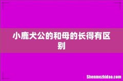 小鹿犬公的和母的长得有区别