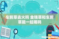车前草去火吗 金钱草和车前草能一起喝吗