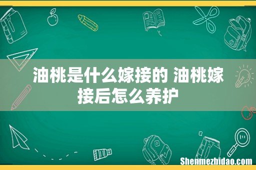 油桃是什么嫁接的 油桃嫁接后怎么养护